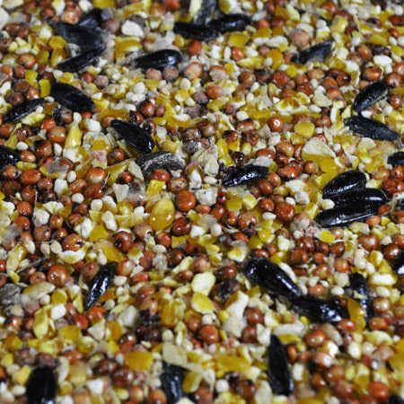 Naturalist Bird Song Mix