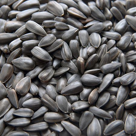 Black Oil Sunflower