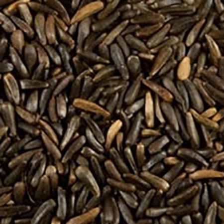 Nyjer Seed